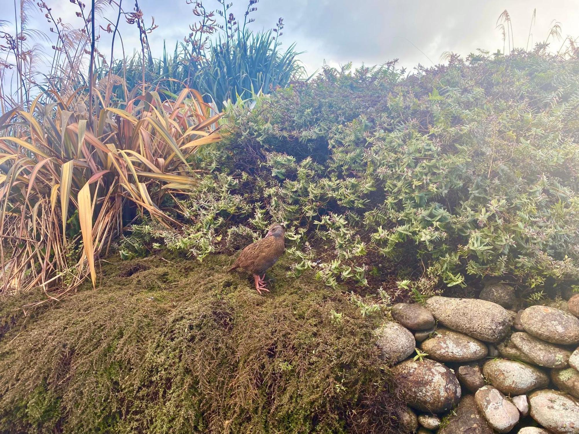 Wild Weka Eco Stay - Off-Grid 4Wd Recommended Waimarie Экстерьер фото